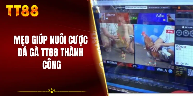 Mẹo giúp nuôi cược đá gà TT88 thành công