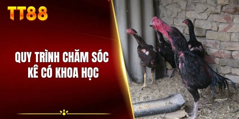 Quy trình chăm sóc kê có khoa học