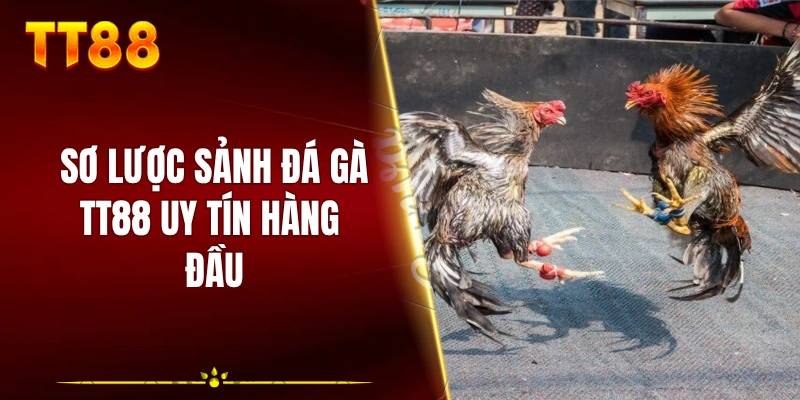 Sơ lược sảnh đá gà TT88 uy tín hàng đầu