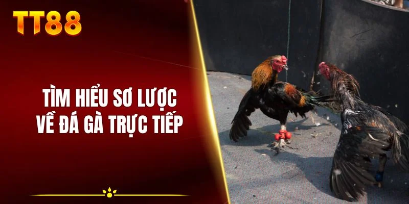 Tìm hiểu sơ lược về đá gà trực tiếp