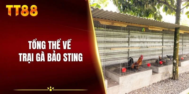 Tổng thể về trại gà Bảo Sting